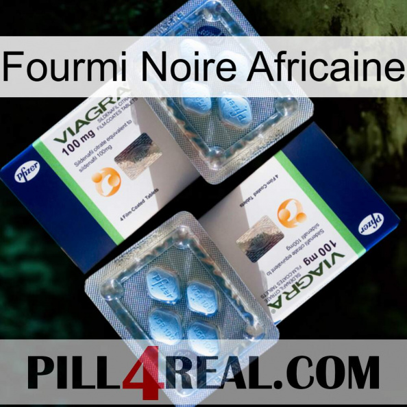 African Black Ant viagra5